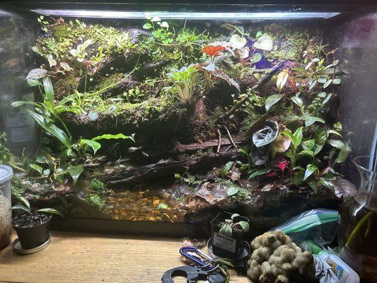 Grow out 100 gallon tall costume tank for my macho/dyeing dart frogs