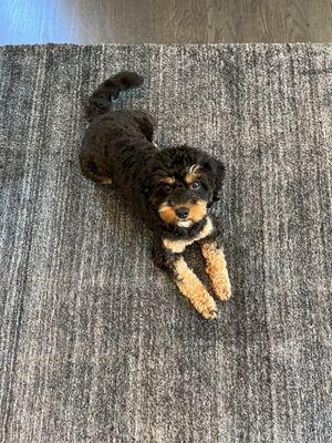 Premier Pup on a Premier Carpet Cleaned Rug :)