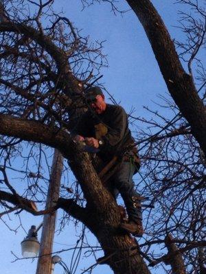 Babe's Tree Service