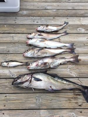 Ben filleted a number of the fish on the boat.  We had at least six more cod to add to the below picture, but they were on hold till August.