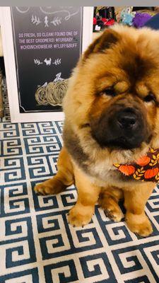 #chowchow