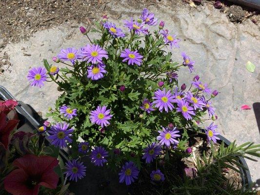 Flower from nursery.