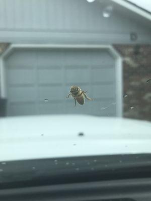 The elusive honey bee. Identification is important, these are a beneficial and protected species.