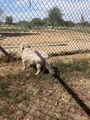 Teddy is watching the big dogs play from the small dog area