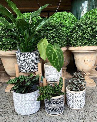 Indoor Plants and Containers