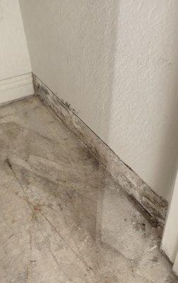 Closet after remediation showing mold and baseboards still in place. Mold found would be cut and painted only.