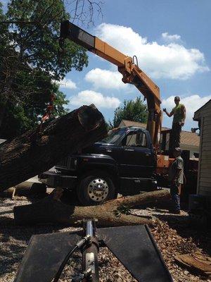 Lifting large oak tree with knuckle boom