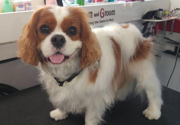 Happiness is a good bath and deshedding treatment.