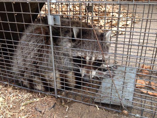 Raccoon Removal