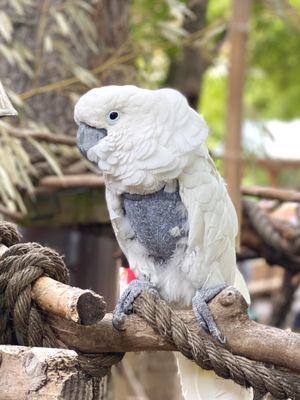 Topper the cockatoo