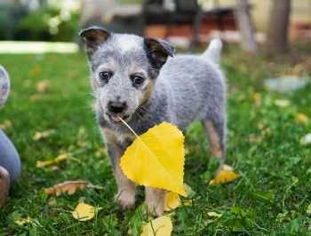 Pet Safe Organic Lawn Services Prosper