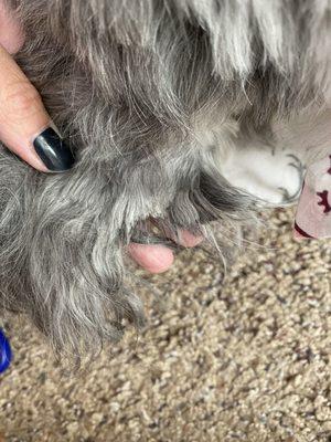 Huge chunk of the hair on her ear where there was probably matting was just chopped off. This will take a while to grow back...