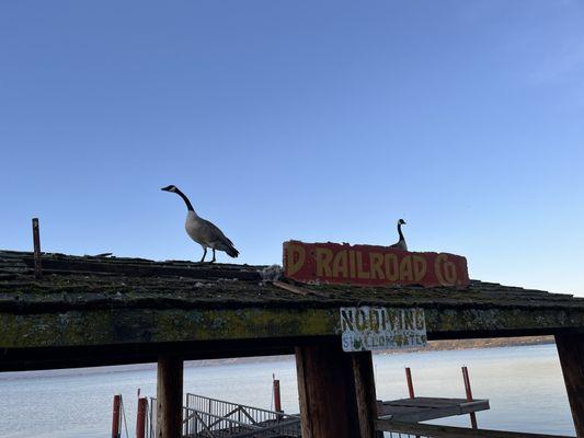 There is an old pier that we could walk out on to get a good view of the lake