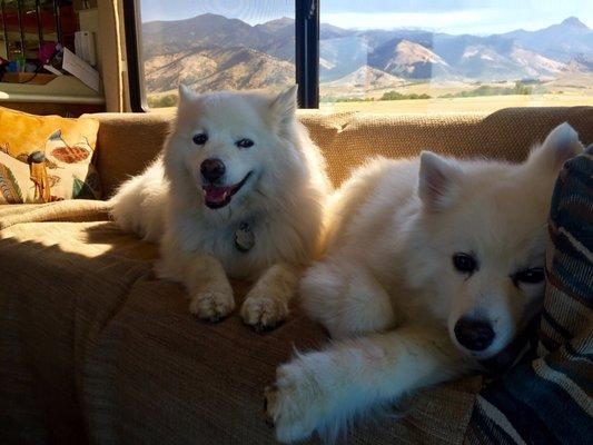 Thunder and Blaze have happy pearly white smiles thanks to Arcadia Veterinary Clinic.