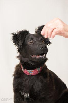 East Bay SPCA - Dublin