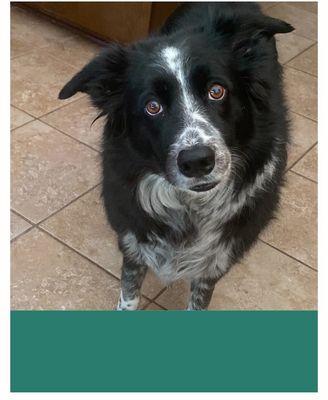 Sweet, Smart and very observant Border Collie. Love my sweet girl.