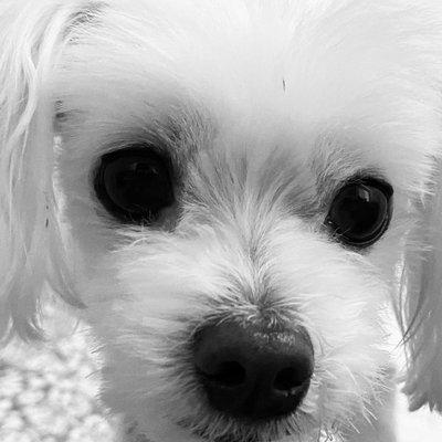 Maltese cutie face