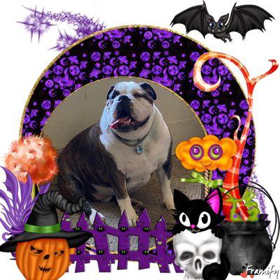 Dollar is all ready for Halloween! Love him so much!