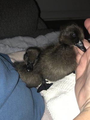 Two female cayuga ducklings