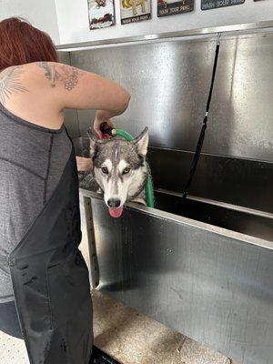 Pet washing station