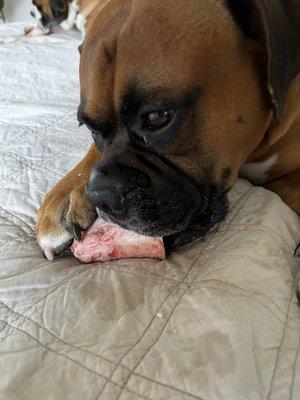 My boys are loving their animal bones from Crestwood Meats!