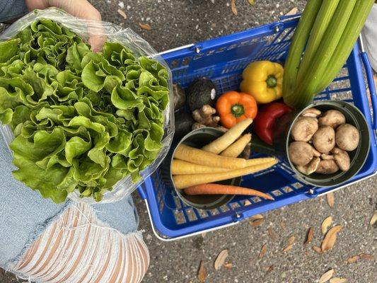 Our veggie haul!