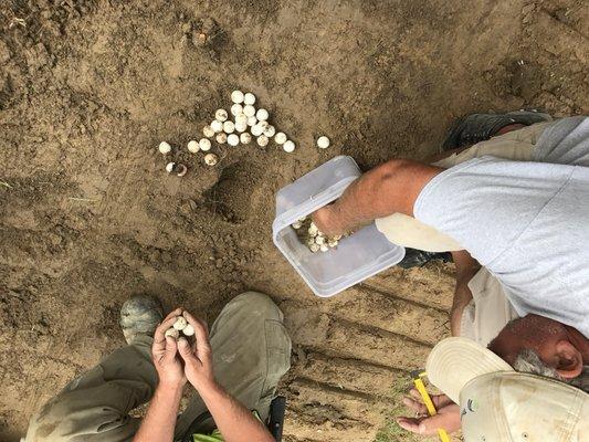 Relocated Turtle eggs found at a septic installation