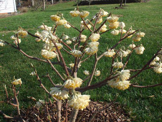 Edgeworthia in full sun