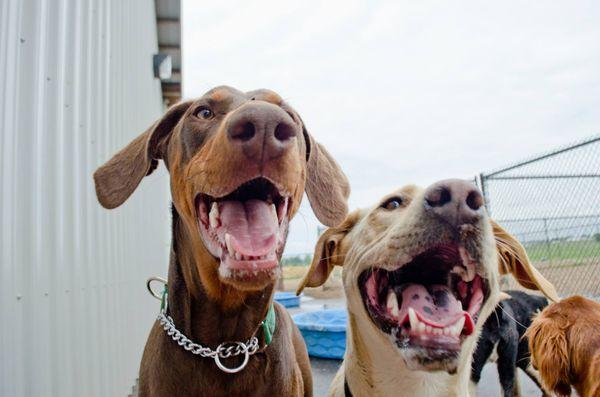 "This place is awesome", says every dog.