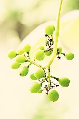 Baby grapes in the Garden