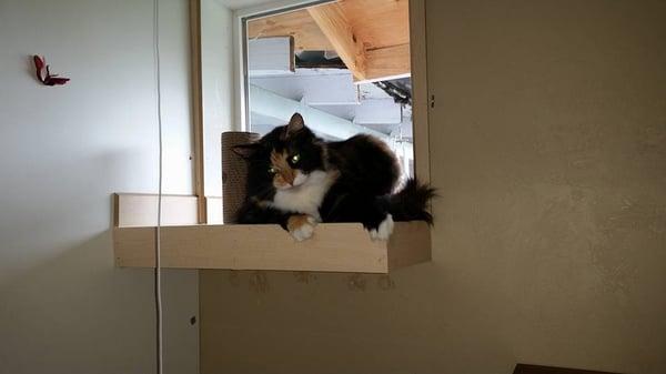 We have comfy window seats for your cats.