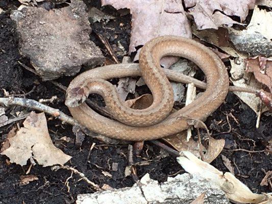 I found a tiny little baby snake