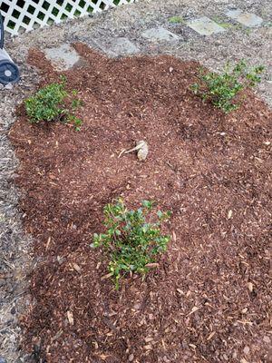 Nancy of Robin Hill Azaleas. This ordeal convinced me to never dig a hole to plant plants ever again.