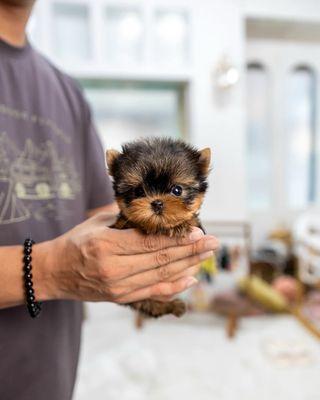 Yorkie puppy