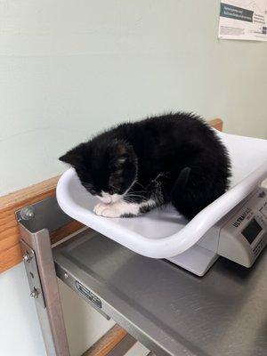 Kitten getting weighed