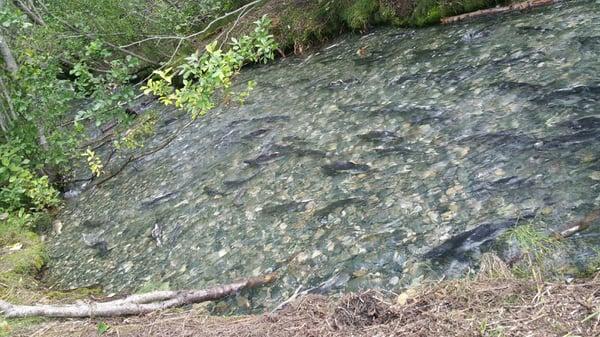 Salmon spawning.