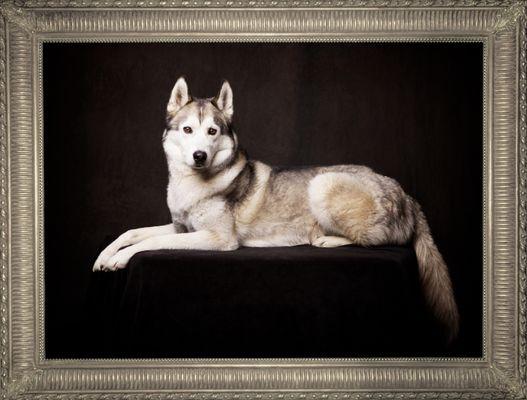 Husky Framed