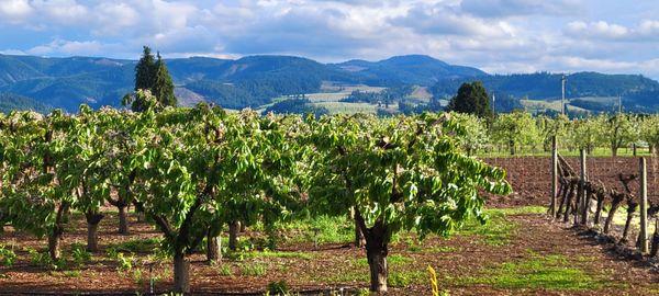 Pear orchard