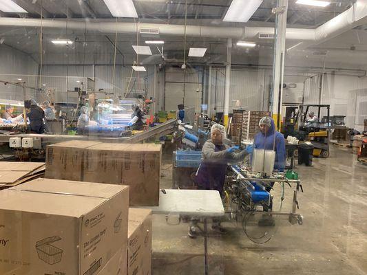 Crew packaging fresh blueberries