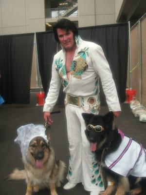 Blue Boy and Sky as Elvis and Priscilla Presley