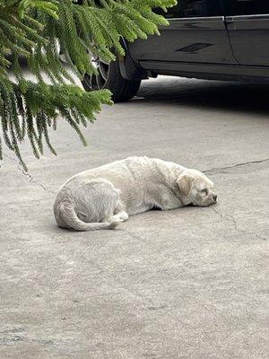 Shop dog