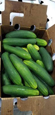 Cucumbers USA