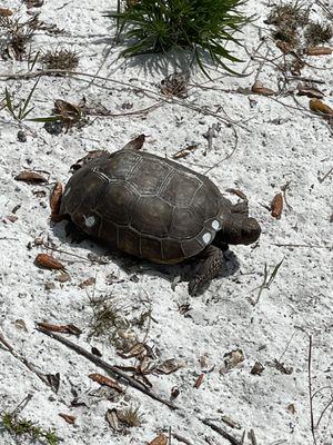 The Naples Preserve