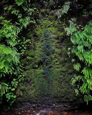 Moss wall in Fern Canyon