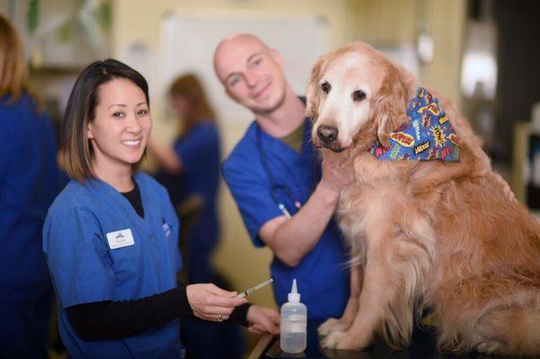 Registered Veterinary Technicians Kristine & Dom prepare to take a small blood sample from a canine visitor.