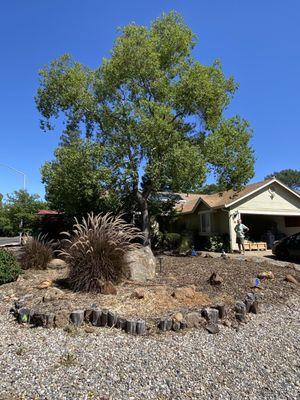 Front yard tree after being cleaned up.