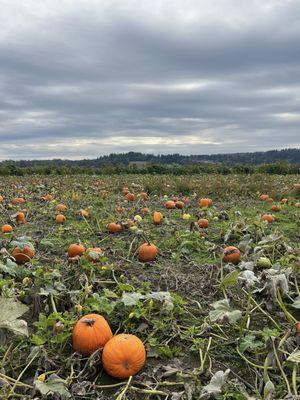 Pumpkin patch