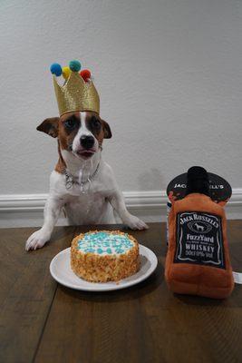 Jack Russell Terrier's 2nd Birthday Celebration