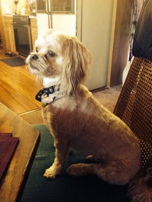 Looking proud after his salon day.