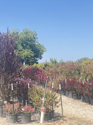 Lots of crepe Myrtles. All sizes and colors!